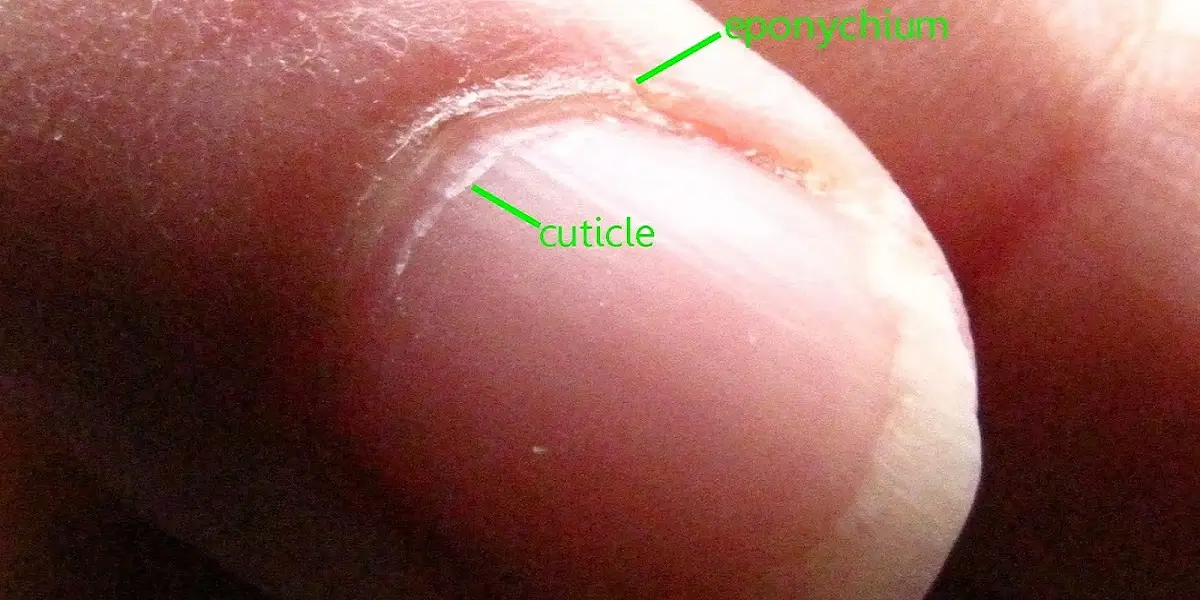 کوتیکول ناخن چیست + همهچیز درباره کوتیکول ناخن و مراقبت از آن -لیدی کرمگ