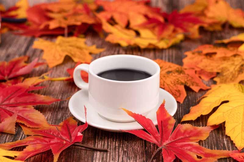 حتماً این دمنوش های مناسب فصل پاییز را امتحان کنید